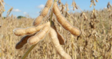 Agronegócio brasileiro alcança US$ 169,2 bilhões em exportações em 2025 - agronegócio brasileiro exportações 2025