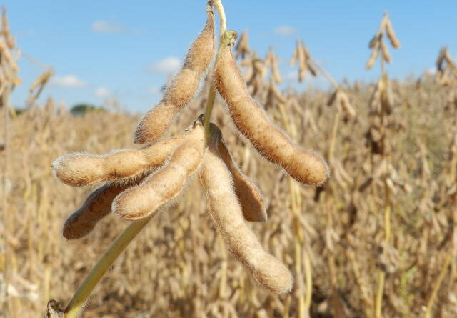 Agronegócio brasileiro alcança US$ 169,2 bilhões em exportações em 2025 - agronegócio brasileiro exportações 2025