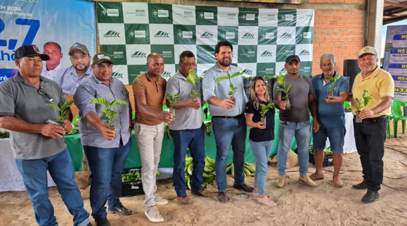 Deputado Jean Oliveira entrega 50 mil mudas de café e impulsiona agricultura familiar em São Miguel do Guaporé - mudas de café clonal