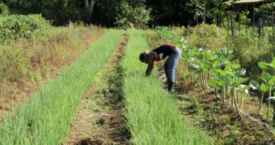 Investimento de R$ 43,5 mil fortalece agricultura familiar em Vale do Paraíso - investimento para agricultura familiar