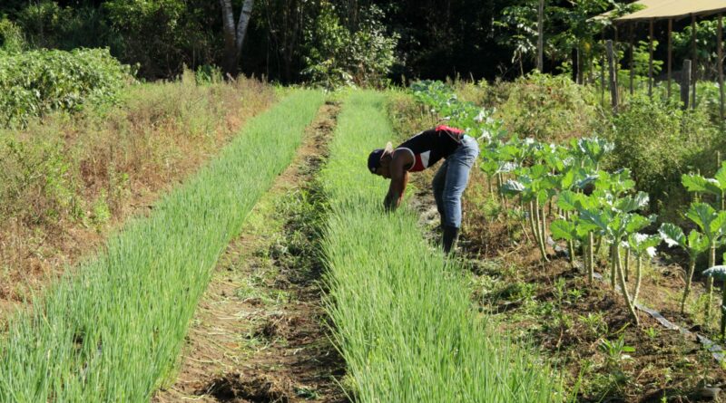Investimento de R$ 43,5 mil fortalece agricultura familiar em Vale do Paraíso - investimento para agricultura familiar