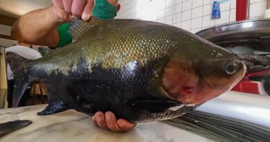 3º Festival Peixes da Amazônia em Porto Velho destaca produção e gastronomia local