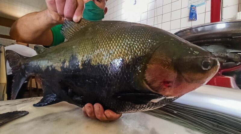 3º Festival Peixes da Amazônia em Porto Velho destaca produção e gastronomia local