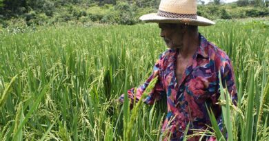Projeto de Lei propõe percentual mínimo de produtos da agricultura familiar em cestas básicas do governo