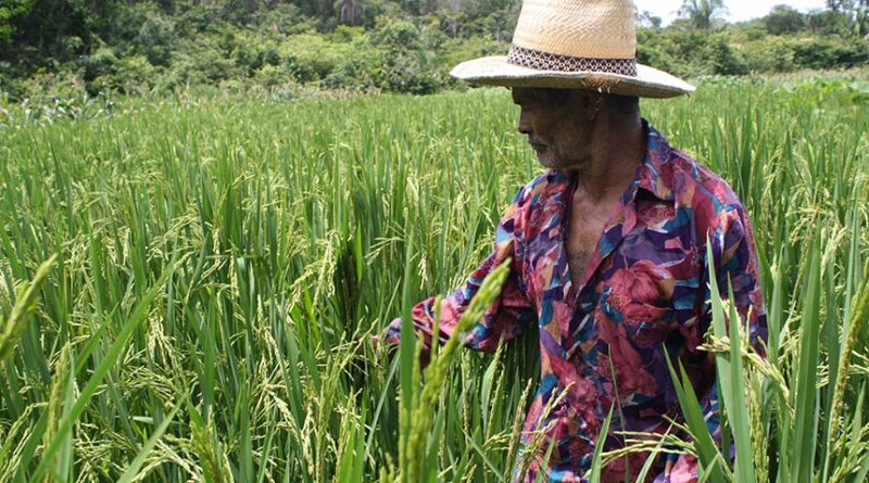 Projeto de Lei propõe percentual mínimo de produtos da agricultura familiar em cestas básicas do governo