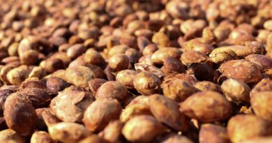 Secadores de café fortalecem agricultura familiar em Nova Califórnia, Porto Velho - secadores de café Nova Califórnia