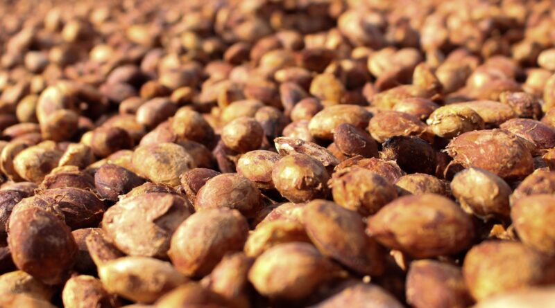 Secadores de café fortalecem agricultura familiar em Nova Califórnia, Porto Velho - secadores de café Nova Califórnia