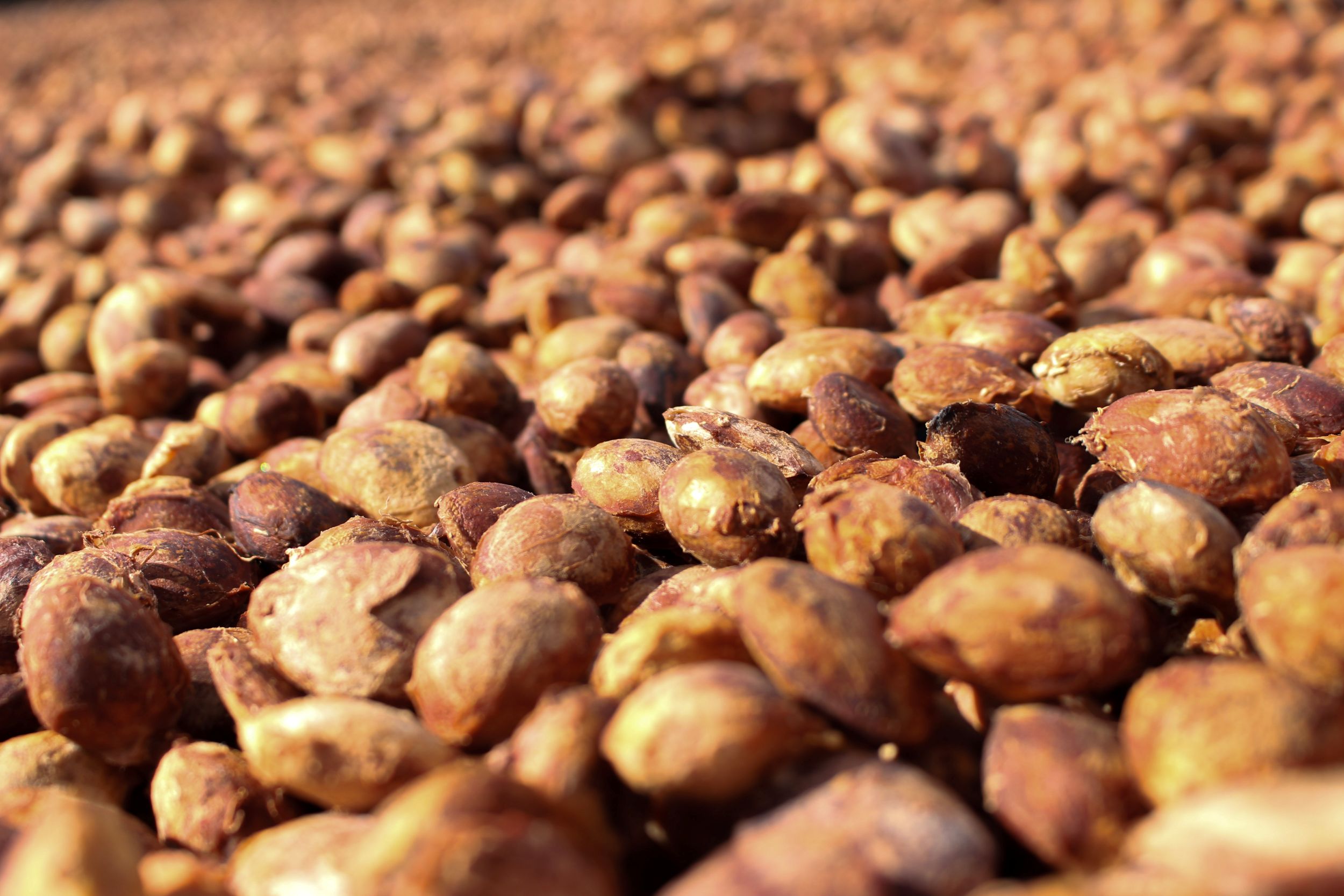 Secadores de café fortalecem agricultura familiar em Nova Califórnia, Porto Velho - secadores de café Nova Califórnia